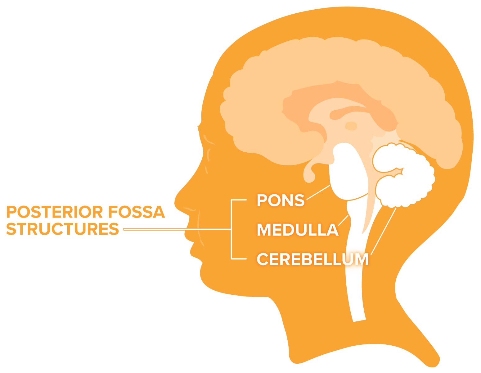 Posterior fossa structures