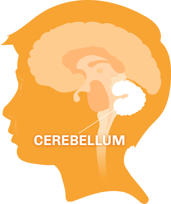 Diagram of the brain with the cerebellum highlighted